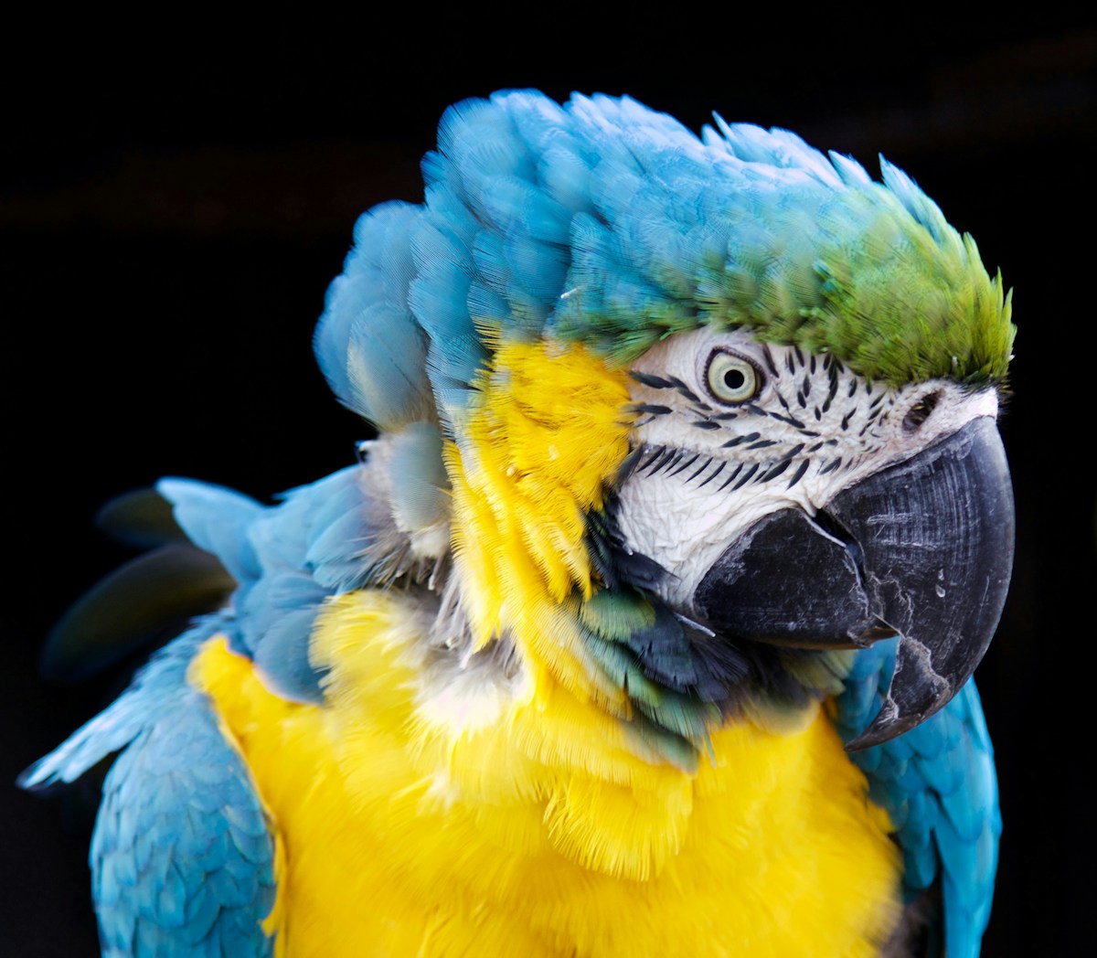 Blue macaw — closely related to the Spix's macaw that private breeders saved from extinction